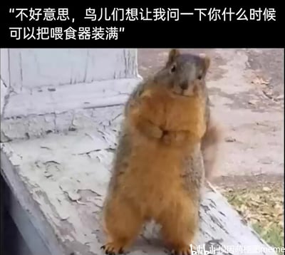 这是一张趣味萌宠梗图，主体是一只圆滚滚的胖松鼠直立在有剥落痕迹的水泥台阶上，它将双前爪放在胸前，姿态拘谨又可爱。图片顶部添加了拟人化的配文：“不好意思，鸟儿们想让我问一下你什么时候可以把喂食器装满”，把松鼠设定为鸟儿的“传声使者”，用动物的可爱形象结合生活化的催更场景，制造出诙谐暖心的反差感，仿佛松鼠真的是受委托来催促人类补充喂食器的食物，让整幅图充满趣味和治愈感。