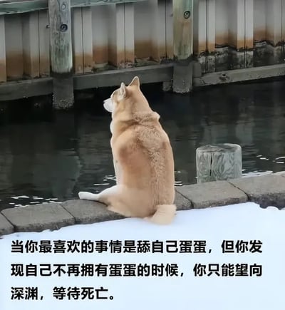 图片中一只柴犬静静坐在积雪覆盖的河岸边，背对镜头凝望着河流，画面显得十分孤独与忧郁。下方配有黑色大字说明，表达了柴犬在失去自己最喜欢的“蛋蛋”后内心的迷茫与无助，彰显丧气和幽默感。