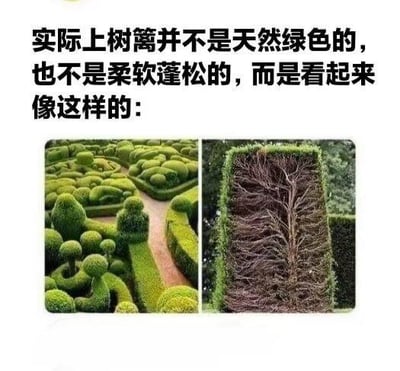 这是一张顶配底文的左右对比图，上方文字打破大众对树篱的常规认知，指出“实际上树篱并不是天然绿色的，也不是柔软蓬松的”，左侧呈现了人们印象中造型精致、翠绿茂密的树篱景观，右侧则展示了树篱被修剪后露出的真实内部——布满干枯交错的枝干，通过强烈的视觉反差，科普了树篱的真实结构，让观者产生认知上的意外感。