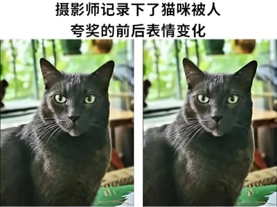 这是一张左右对比图，展示了同一只黑猫在被人夸奖前后的表情变化。左侧图片中，黑猫眼神略显警惕，表情平静；右侧图片中，黑猫眼神柔和，表情显得放松且温顺。图片上方配有文字'摄影师记录下了猫咪被人夸奖的前后表情变化'，背景为模糊的绿色植物和室内环境，整体氛围温馨可爱。