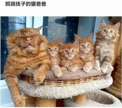 A large orange cat (cat dad) sits with four small orange kittens on a cat tree, looking relaxed while the kittens are alert and curious. The text at the top reads '照顾孩子的猫爸爸' meaning 'Cat dad taking care of the kids'.