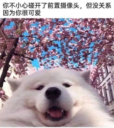 这是一张治愈系宠物表情包，采用低角度自拍视角拍摄，画面主体是一只白色萨摩耶，它眼睛半睁、嘴角微扬，神态软萌放松，仿佛正对着镜头自拍。背景是盛开的粉色樱花树，蓝天映衬下搭配两侧的欧式建筑，整体氛围清新美好。图片上方配有文字“你不小心碰开了前置摄像头，但没关系 因为你很可爱”，用可爱的宠物形象搭配暖心文案，消解了不小心打开前置摄像头的小尴尬，传递出安慰与鼓励的情绪，能给人带来温暖治愈的感觉，适合在聊天中用来安慰他人或者表达自我调侃式的自信。