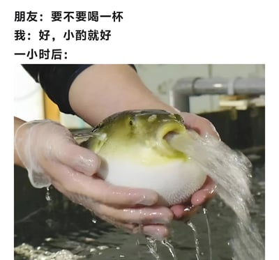这是一张幽默梗图，展示了人们常说的"小酌"如何演变成过量饮酒的搞笑场景。上方文字描述朋友邀请喝酒，回应说"小酌就好"，一小时后配图是一只鼓起来喷水的河豚，形象地比喻喝多了的状态。