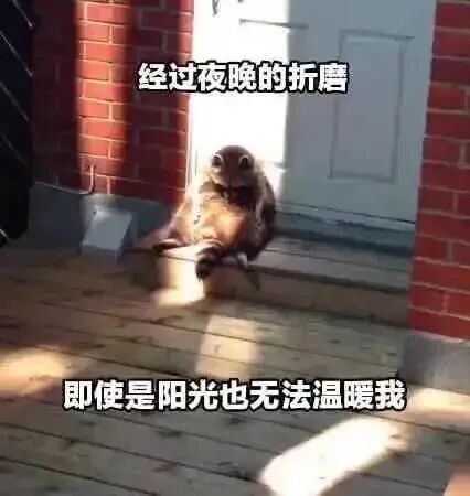 浣熊
