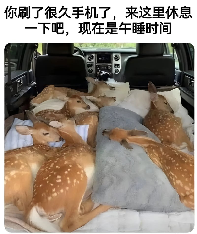 小鹿
