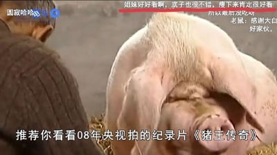 图片为2008年央视纪录片《猪王传奇》的截图，画面中央是一头体型庞大的猪，正趴在干草堆上，双眼微闭，耳朵下垂，神态慵懒。左侧有一位 elderly person 侧身而坐，背部朝向镜头，似乎在观察这头猪。图片下方有白色文字推荐观看该纪录片，上方叠加了用户评论内容，提及“姐妹好好看”“底子不错”等赞叹话语。