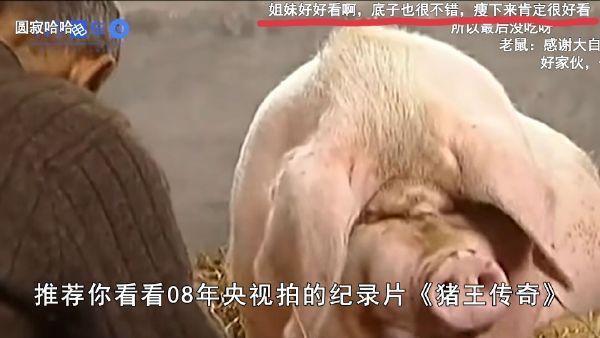 《猪王传奇》