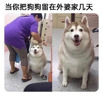这是一张左右对比的静态趣味梗图，图中呈现了一只哈士奇被留在外婆家前后的体型变化：左侧画面里，一位穿着紫色短袖、格子七分裤的中老年女性（对应文案里的“外婆”）正低头抚摸一只体型正常的哈士奇的头部，这只哈士奇坐着，表情开心；右侧画面是同一只哈士奇，它的体型变得圆润肥胖了很多，依然保持着开心的坐姿。图上方配文“当你把狗狗留在外婆家几天”，用夸张的对比调侃了现实生活中长辈会过度宠溺、投喂宠物，导致宠物短时间内体重飙升的常见趣事，充满生活感和搞笑效果。