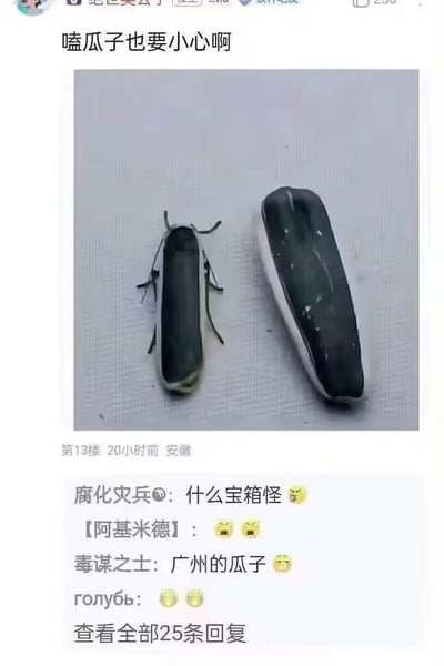这是一张国内论坛的帖子截图，帖子标题为“嗑瓜子也要小心啊”，配图展示了一只外形与瓜子高度相似的黑色带白边的虫子，旁边放置了一颗真实的瓜子进行对比，两者外形极为接近，容易让人混淆。下方是网友的趣味评论：有网友将虫子调侃为“宝箱怪”，还有网友玩梗称其为“广州的瓜子”，其余网友则用惊恐表情回应，整体内容通过虫子与瓜子的高度视觉相似性制造搞笑效果，提醒大家在嗑瓜子时可能会遇到这类“意外”，充满趣味调侃的氛围。