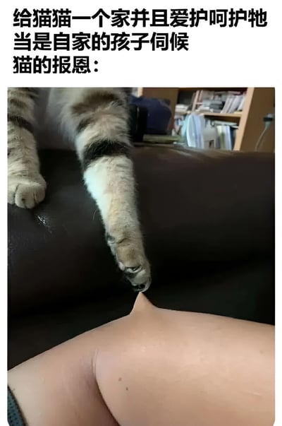 这张梗图展示了一只猫用爪子触碰主人皮肤的场景，配合文字‘给猫猫一个家并且爱护呵护牠当是自家的孩子伺候 猫的报恩：’，幽默地表现了猫对主人的亲近行为作为‘报恩’。画面温馨有趣，体现了宠物与主人之间的亲密关系。