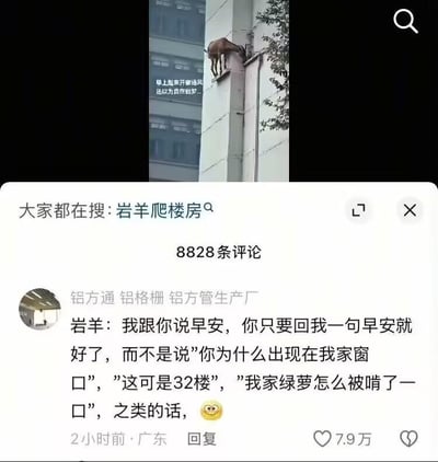这是一张社交平台的内容截图，上方是一只岩羊趴在高层建筑32楼的外墙上的实拍画面，配文“早上起来开窗通风 还以为我在做梦...”，直观呈现了岩羊爬高楼的离谱场景；下方是该内容的评论区，一条来自广东用户的高赞评论以岩羊的第一视角进行拟人化吐槽：希望收到的是一句早安，而不是被质问为什么出现在32楼窗口、家里绿萝被啃的问题，这种反差感的趣味表达戳中网友笑点，获得了7.9万点赞。