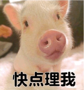 小香猪委屈求关注：快点理我