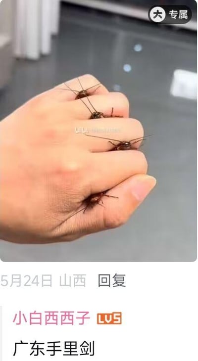 这是一张抖音平台的社交媒体截图，画面主体是一只手的四根手指上分别套着一只蟑螂，视觉上仿佛把蟑螂做成了指环。下方是用户“小白西西子”的评论“广东手里剑”，玩了谐音和地域梗：因为广东地区蟑螂数量多、存在感强，而手里剑是忍者的标志性投掷武器，这里将套在手指上的蟑螂调侃为“广东手里剑”，用夸张搞笑的方式调侃南方尤其是广东的蟑螂“特色”，制造出荒诞戏谑的搞笑效果。截图还显示了回复时间为5月24日，地点标注为山西，用户等级为LV5，右上角有抖音的“专属”标识。