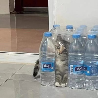 一只带有独特数字2形状额头毛发的小猫，正乖巧地坐在一排康师傅矿泉水瓶中间。猫咪有着灰色虎斑纹，睁着一双又大又圆的眼睛好奇地望向镜头，前爪并拢放在身前，尾巴自然垂在身后。背景是室内瓷砖地面和一扇敞开的门，整体画面温馨又充满生活气息。