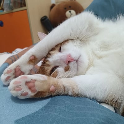 一只橘白相间的猫咪正仰躺在蓝色的布面上，用一只爪子遮住了自己的脸，露出了粉嫩的肉垫和鼻子。猫咪表情放松，一只眼睛微微睁开，另一只眼睛被爪子遮挡，姿态慵懒可爱。背景中可以看到一个棕色的泰迪熊玩偶和一个橙色的柜子，整体画面温馨治愈，展现了宠物猫悠闲自在的日常生活状态。