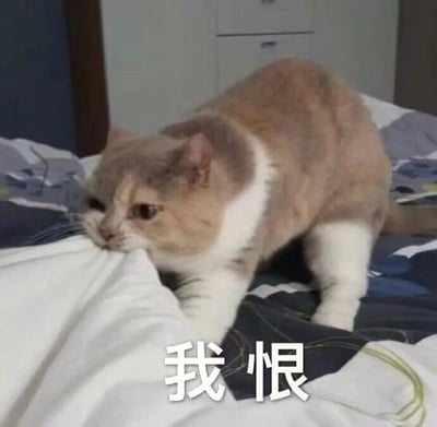 一只橘白相间的猫咪趴在床上，前爪抓着被子，嘴巴咬着被角，表情看起来不满且略带愤怒。图片底部配有白色文字'我恨'，将猫咪的神态与文字结合，形成幽默的反差萌，常用于表达日常生活中的小抱怨或无奈情绪。