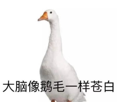 这是一张网友自制的趣味表情包，属于顶配底文的静态图。画面主体是一只羽毛洁白的真实大白鹅，它直立站立，表情平静眼神略显呆滞，在鹅的下方配有黑色文字“大脑像鹅毛一样苍白”。图中用大白鹅洁白无杂色的羽毛来比喻大脑一片空白、没有思绪的状态，十分形象生动，能够精准表达出人们在疲惫、摸鱼、突然被提问或者思绪卡顿的时候，脑子空空、什么都想不起来的情绪，适合在社交聊天中用来抒发自己的放空、呆滞状态。