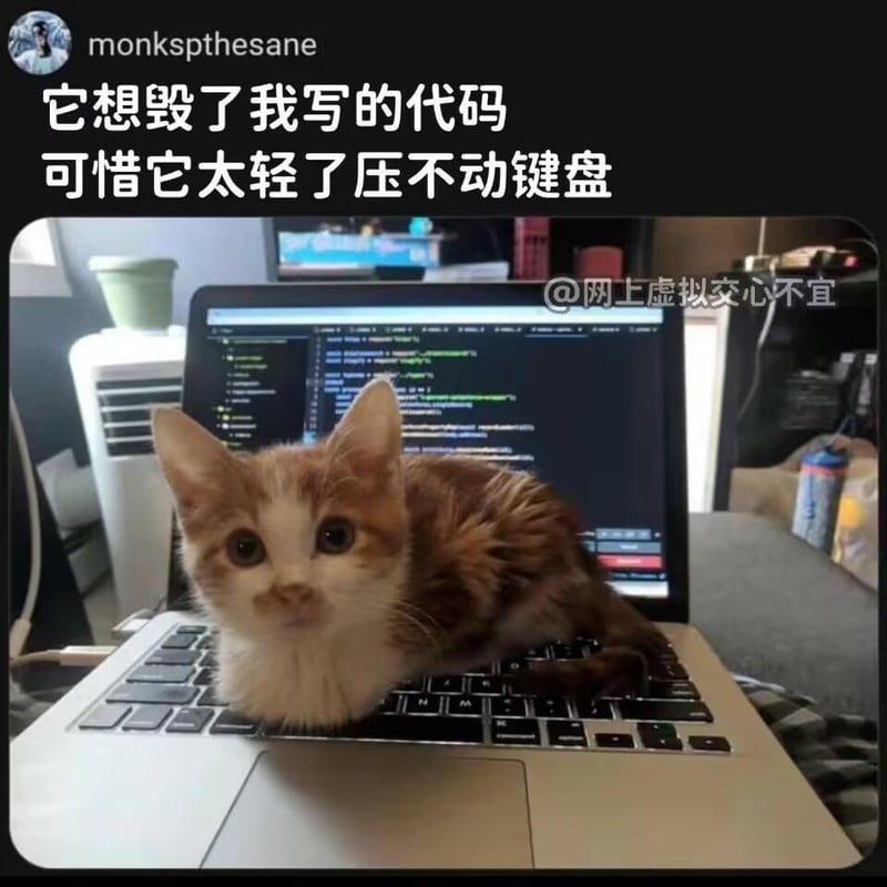 小奶猫