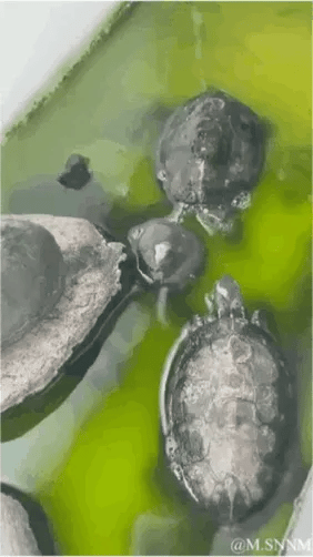 这是一段竖屏动态GIF，展示了饲养在绿色水体中的几只乌龟。画面初始时，一只深色乌龟位于画面上方区域，随后它向左游动离开，其下方被遮挡的另一只乌龟随之显现，同时画面右侧的乌龟也同步向左移动，这一巧合的移动组合形成了有趣的视觉错觉，看起来仿佛是右侧的乌龟将上方的乌龟“吸”了过去，利用宠物乌龟的自然移动制造出搞笑又充满趣味的视觉效果，是一段很有生活感的宠物日常片段。