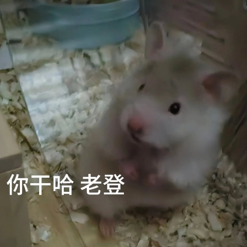 老登