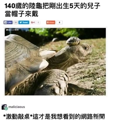这是一张在社交平台分享的实拍内容，画面主体是一只140岁的成年陆龟，它趴在户外的泥土地上，一只刚出生仅5天的幼年陆龟稳稳地趴在它的头顶，如同戴着一顶小帽子，场景十分温馨可爱。内容上方的文字介绍了这对陆龟的情况，下方有用户评论，激动地表示这才是自己想看到的网络新闻，传递出网友对这类暖心萌宠内容的喜爱。