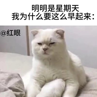 这张图片是一只白猫坐在床上，神态懵懵困惑，配文“明明是星期天 我为什么要这么早起来：”，表达了周末却不得不早起的无奈和吐槽，十分有共鸣。猫战斗坐姿又加深了搞笑氛围。