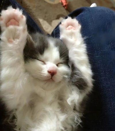 一只灰白相间的小奶猫正仰卧着熟睡，眼睛紧闭，粉嫩的鼻子微微翘起，两只前爪向上举起，露出粉嫩的肉垫。猫咪的毛发蓬松柔软，背景中隐约可见深色的衣物和浅色的沙发表面，整体画面呈现出温馨治愈的氛围。