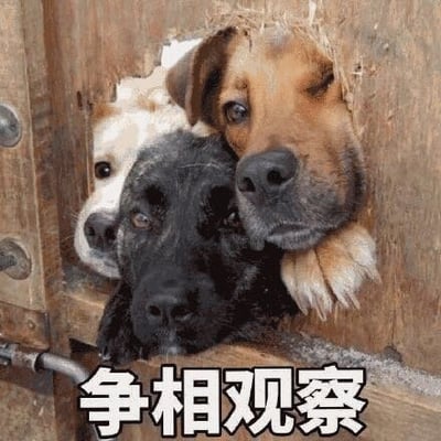图片中三只不同颜色的狗狗（白色、黑色、棕黄色）正从一块木板的破洞里争相探出头来，眼神好奇地望向镜头方向。图片下方配有醒目的白色文字‘争相观察’，生动地描述了狗狗们探头张望的可爱场景，整体氛围轻松有趣。