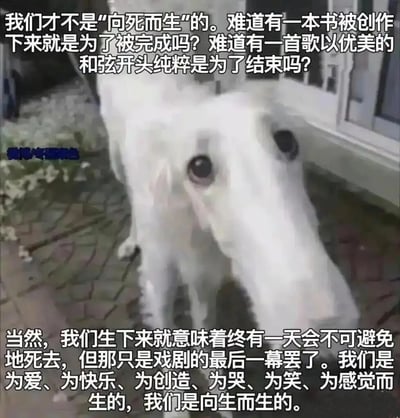 这是一张结合AI生成图像与原创哲理文字的治愈系梗图，图中是一只AI生成的夸张长脸白色狗狗，它趴在室外砖石地面上，神态温和。图片通过上下两段文字传递积极的生命态度：先以反问的形式反驳“向死而生”的观点，指出书籍创作、歌曲开篇的意义都不在于结束；接着点明死亡虽为生命的必然，但只是生命戏剧的最后一幕，生命的真正意义在于过程中去爱、感受快乐、进行创造、体会各类情绪，强调“向生而生”的生命价值，整体氛围治愈且富有哲理。