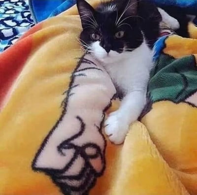 一张黑白相间的猫咪慵懒地躺卧在黄色为主的彩色毛毯上，猫咪眼睛睁大，表情平静中带着一丝好奇。毛毯上有卡通风格的手臂图案，背景隐约可见蓝色花纹布料，整体画面温馨治愈。