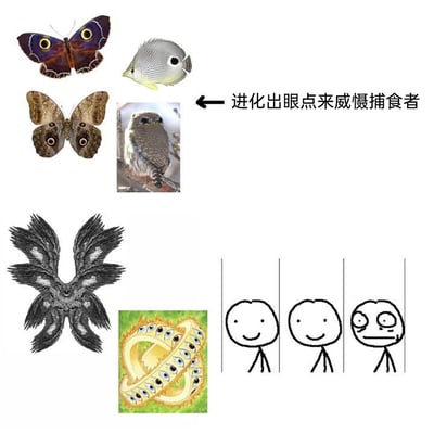 这是一张趣味调侃生物进化的网络梗图，整体分为上下两个部分。上半部分展示了现实中存在的进化出眼点的生物，包括带有眼点的蝴蝶、鱼类，以及翅膀眼点形态类似猫头鹰的蝴蝶，配文“进化出眼点来威慑捕食者”，解释这类生物通过模拟大型生物眼睛的眼点，来吓退捕食者的生存进化策略；下半部分则是夸张化的玩梗内容，先是呈现了长有大量眼睛的虚构怪异生物，最后用三个表情递进的火柴人，从正常微笑到看到怪异生物后的呆滞无语，以此表现这种“过度进化”的眼点带来的荒诞感，通过夸张反差制造搞笑效果。