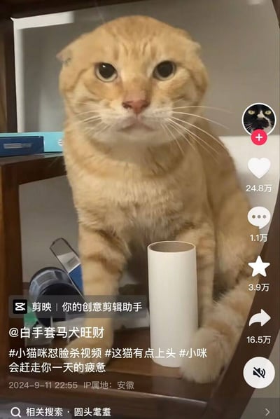 一张社交媒体截图，展示了一只表情严肃的橘猫正对着镜头。猫咪坐在一个木质架子上，前爪旁边有一个白色圆柱形物体。图片右侧显示了社交媒体互动数据，包括24.8万点赞、1.1万评论、3.9万收藏和16.5万分享。底部有发布者信息、 hashtags和发布时间。