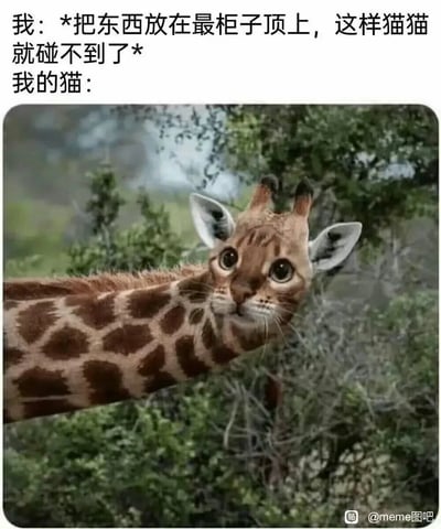 这是一张趣味搞笑的meme梗图，上方配文分为两段：第一段是主人的想法“*把东西放在最柜子顶上，这样猫猫就碰不到了*”，第二段引出猫咪的应对。下方是经过P图拼接合成的图片，将猫咪的头部与长颈鹿的长脖子、身体结合，这只合成生物睁着圆溜溜的大眼睛，从树丛中探出头，用这种夸张荒诞的方式，调侃猫咪拥有极强的攀爬能力，无论主人把物品放到多高的地方，猫咪总能找到办法够到，精准戳中养猫人群的日常趣事，充满幽默反差感。
