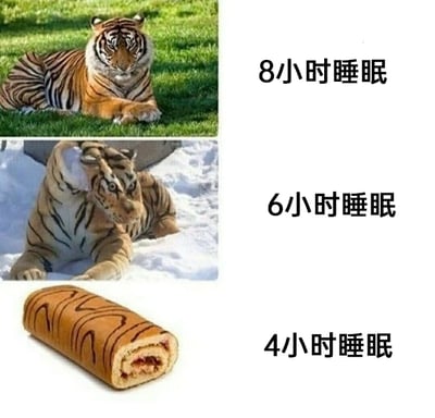 这是一张多图拼接的搞笑调侃图，共分为三行内容，每行左侧为对应睡眠时长的状态图，右侧为文字标注：第一行是一只趴在草地上、精神饱满的老虎，标注“8小时睡眠”，代表睡眠充足时人会精神状态良好；第二行是一只趴在雪地上、姿态扭曲、看起来十分疲惫的老虎，标注“6小时睡眠”，体现睡眠不足后人的疲惫状态；第三行是一个虎皮蛋糕卷，标注“4小时睡眠”，利用“虎皮卷”和“老虎”的名称关联，用夸张的谐音梗调侃当睡眠严重不足时，人已经累得“失去人形”，连老虎都变成了虎皮卷，生动又诙谐地吐槽了当代人因加班、熬夜等导致睡眠不足的生活现状。