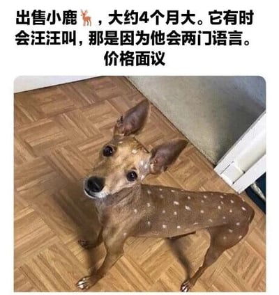 图片上方有文字‘出售小鹿，大约4个月大。它有时会汪汪叫，那是因为他会两门语言。价格面议’，下方是一只趴在木地板上的棕色带白色斑点的小狗，其外形酷似小鹿。图片通过谐音梗制造幽默效果：将外形像鹿的狗称为‘小鹿’，而它会‘汪汪叫’（狗叫），因此戏称其‘会两门语言’（鹿和狗的‘语言’）。