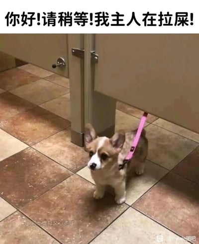 这是一张搞笑宠物梗图，画面主体是一只被粉色牵引绳拴着的柯基幼犬，它蹲在公共厕所的隔间门口，隔间门下方露出的牵引绳表明主人正在隔间内如厕。图片顶部配有醒目的直白文字“你好!请稍等!我主人在拉屎!”，将柯基拟人化，仿佛它正在替主人告知门外的人，用可爱的宠物形象搭配接地气的文字，制造出诙谐幽默的反差感，精准还原了带宠物出门时遇到突发需求的日常场景，既真实又充满趣味，常被用来在聊天中以幽默的方式告知对方自己暂时无法及时回应。