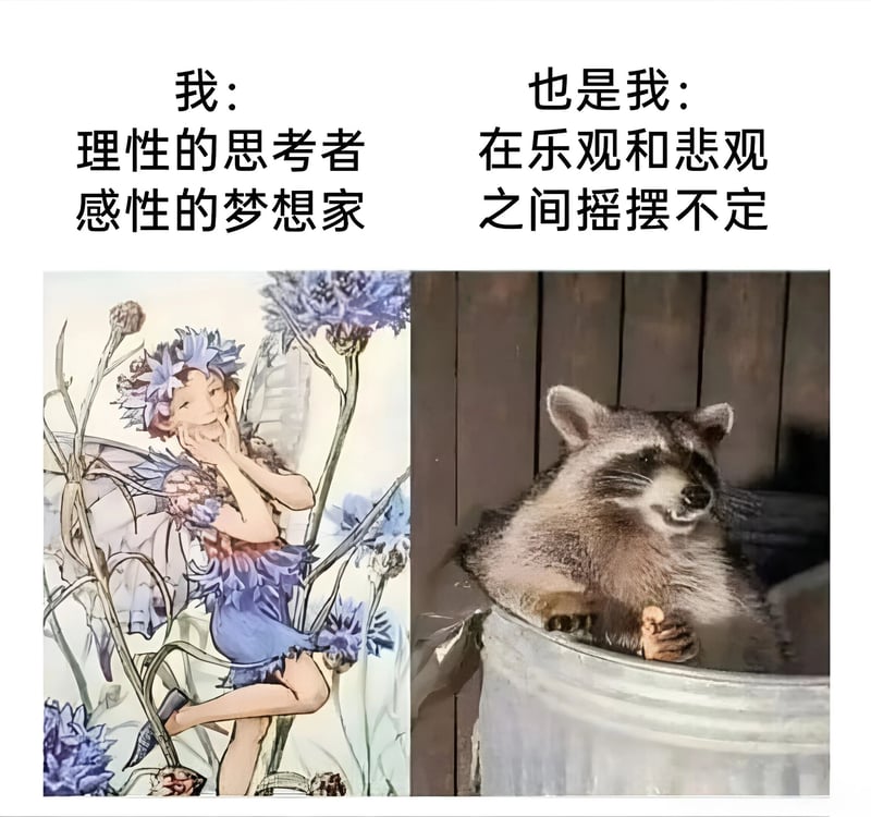 浣熊