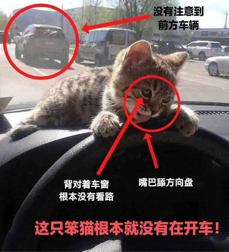 网络实拍动物素材