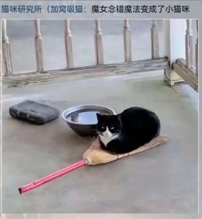 这是一张趣味宠物实拍图，画面主体是一只黑白配色的奶牛猫，它正安静地趴在一把小型扫帚的帚面部分，神态平静地看向镜头。猫咪的身旁摆放着一个银色金属水碗和一个灰色的宠物垫子，场景设置在室外的水泥地面上，背景可见老旧的木质栏杆。图片顶部配有文字“猫咪研究所（加窝吸猫：魔女念错魔法变成了小猫咪）”，结合魔女的经典道具扫帚，将趴在扫帚上的猫咪趣味联想成念错魔法、从魔女变身而来的小猫咪，用童话梗赋予普通的宠物场景趣味性，十分治愈搞笑。