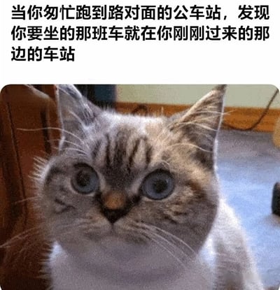 图片上方为黑色文字，描述了一个日常通勤中的尴尬场景：当你匆忙跑到路对面的公车站，却发现要乘坐的班车正在自己刚刚离开的那个车站。下方是一张近距离拍摄的猫的照片，这只猫有着蓝色的大眼睛，眼神中充满了惊讶和难以置信，耳朵微微竖起，面部表情生动地呼应了文字所描述的那种错愕与无奈的情绪。
