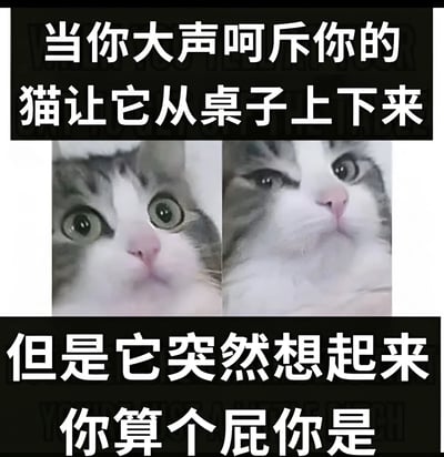 图片上方有文字'当你大声呵斥你的猫让它从桌子上下来'，中间是两张并排的猫咪特写照片，左侧猫咪瞪大眼睛，表情惊讶；右侧猫咪歪头眯眼，露出不屑表情。下方文字'但是它突然想起来 你算个屁你是'，幽默展现猫咪被呵斥后反客为主的傲娇态度。