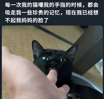 图片上方有一段文字：'每一次我的猫嘬我的手指的时候，都会吸走我一些珍贵的记忆，现在我已经想不起我妈妈的脸了'。下方是一只黑猫正在舔人的手指，猫咪有着绿色的眼睛，表情看起来很专注。这是一张带有幽默夸张元素的宠物照片，通过拟人化的方式调侃猫咪舔手指的行为。