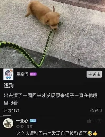 图片上半部分是一只棕色小狗站在灰色地面上，嘴里叼着一条绿黑相间的编织牵引绳。下半部分为社交媒体帖子截图，发布者“星空河”标题“遛狗”，内容：“出去溜了一圈回来才发现原来绳子一直在他嘴里叼着”。热门评论来自“一业心”（江苏，07-10发布）：“这个人遛狗回来才发现自己被狗遛了”，获1.1万点赞。场景展现了小狗“反向遛主人”的幽默瞬间，引发网友共鸣。