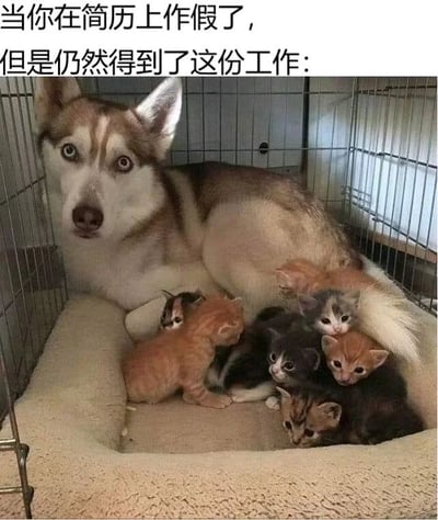 图片上方配有文字'当你在简历上作假了，但是仍然得到了这份工作：'，下方是一只哈士奇狗躺在笼子里，周围环绕着多只小猫。哈士奇眼神中带着一丝紧张和不知所措，仿佛在面对自己无法胜任的工作任务，用动物的可爱形象幽默地表现了简历造假后获得工作的忐忑心情。