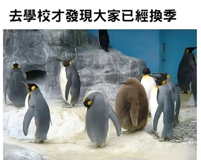 圖片展示了一群企鵝，其中絕大多數是成年企鵝，毛色為典型的黑白相間，而中間有一隻顯眼的棕色企鵝幼鳥，顯得與眾不同。圖片上方配有文字「去學校才發現大家已經換季」，通過企鵝幼鳥與成年企鵝的外觀差異，幽默地表達了到學校後發現自己與他人在季節穿搭上不同步的尷尬感受。