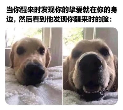 图片为左右对比的双 panel 结构，上方配有文字“当你醒来时发现你的挚爱就在你的身边，然后看到他发现你醒来时的脸：”。左侧画面中，一只金毛犬趴在白色毯子上，眼神平静温柔地注视着前方，背景有窗户透进自然光；右侧画面中，同一只金毛犬表情突变，嘴巴张开露出牙齿，眼神明亮，呈现出开心又有点激动的反应，仿佛刚发现主人醒来。整体通过狗狗前后表情的强烈对比，营造出温馨又搞笑的氛围，展现了宠物对主人醒来的真实反应。