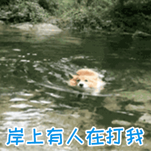 狗狗游泳时喊'岸上有人在打我'