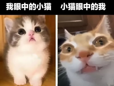 这是一张左右对比图，通过两张猫咪照片幽默展现视角差异。左侧标题为'我眼中的小猫'，是一只灰白相间的小猫，睁着大大的圆眼睛，表情天真可爱，显得非常萌；右侧标题为'小猫眼中的我'，是一只黄白相间的猫咪近距离拍摄的特写，眼睛瞪得很大，嘴巴微张，表情看起来有些惊讶和疑惑，形成有趣的反差效果。