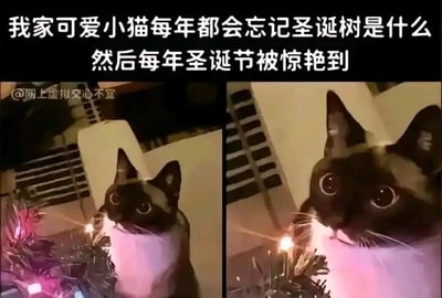 这是一张左右对比的多图拼接图，展示了一只暹罗猫在圣诞节看到圣诞树时的有趣反应。左侧图中，小猫睁大眼睛看向带有彩色小灯的圣诞树，露出惊讶的神情；右侧图里，小猫凑得更近，眼睛睁得更大，满脸都是被惊艳到的模样。图上方的配文“我家可爱小猫每年都会忘记圣诞树是什么然后每年圣诞节被惊艳到”，生动地描述了这只小猫仿佛每年都会对圣诞树产生新鲜感的可爱状态，整体画面温馨治愈，充满了萌趣的氛围。