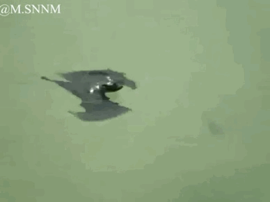 这是一段趣味动态GIF，画面初始呈现浑浊水面上漂浮着一个形似黑色内衣的物体，随着画面推进，该物体突然翻转，露出蝙蝠的头部与躯体，揭示出这是一只在水面的蝙蝠，因视角和身体形态的巧合造成了视觉错位，让观看者产生误判，制造出意外又搞笑的效果。